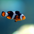 clown fish