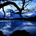 Crooked Tree