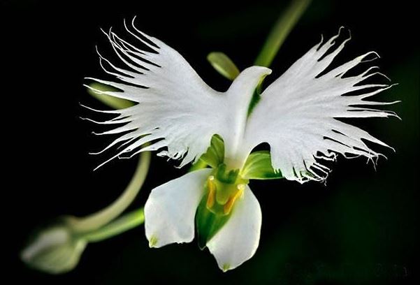 holy-spirit-orchid